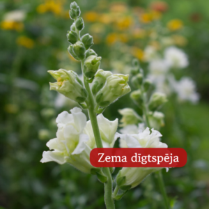 Lauvmutītes Madame Butterfly Ivory