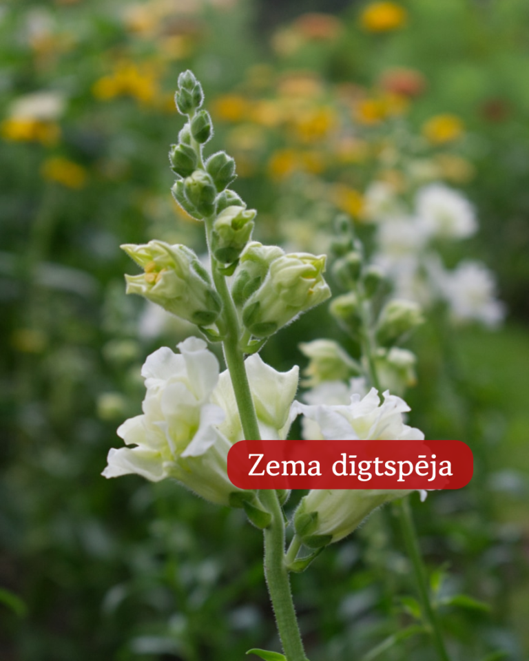 Lauvmutītes Madame Butterfly Ivory