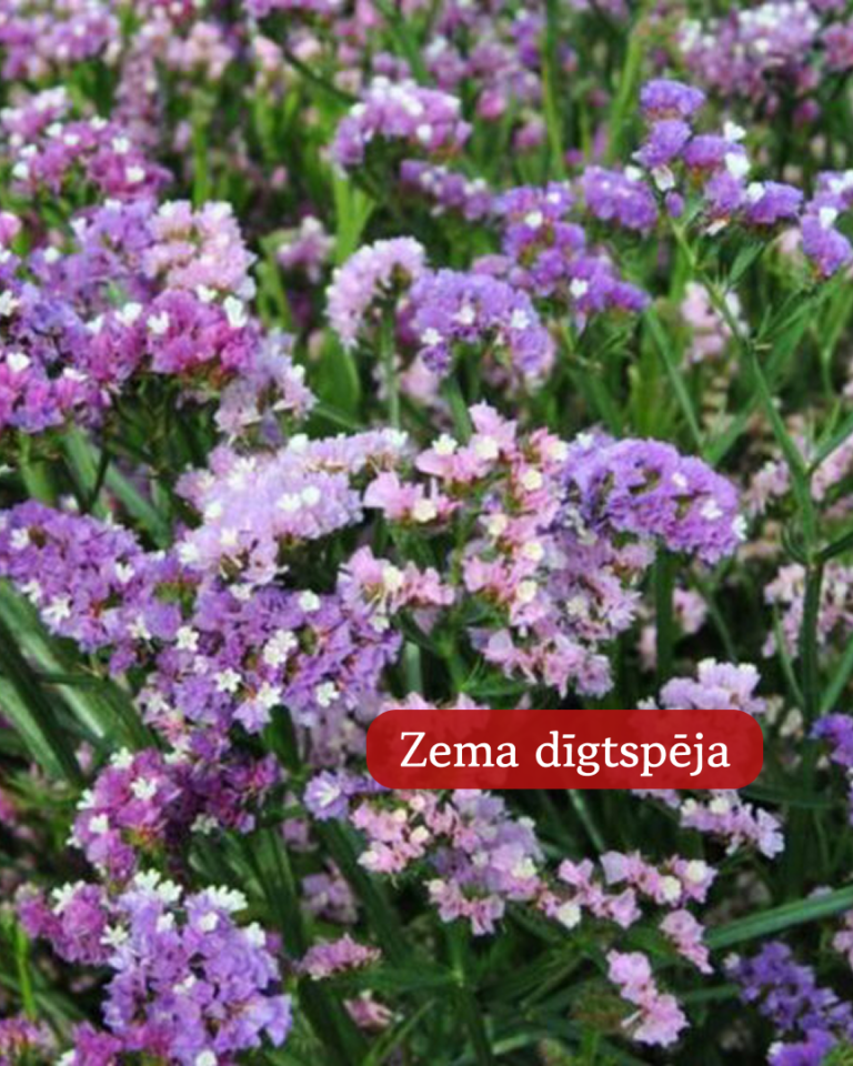 Limonijas Jomainās Qis Soft Pastel Shades