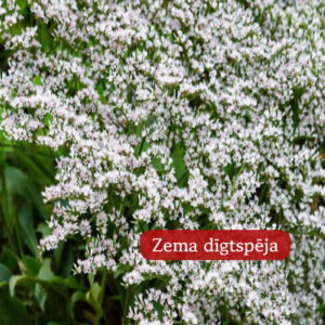 Limonijas Tatārijas Woodcreek