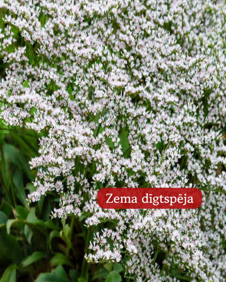 Limonijas Tatārijas Woodcreek