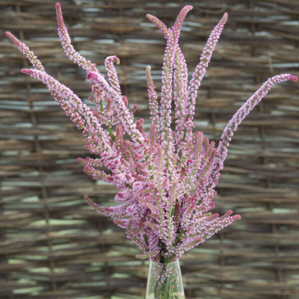 Limonija Suvorova Pink Pokers