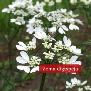 Platsēkle Lielziedu White Lace