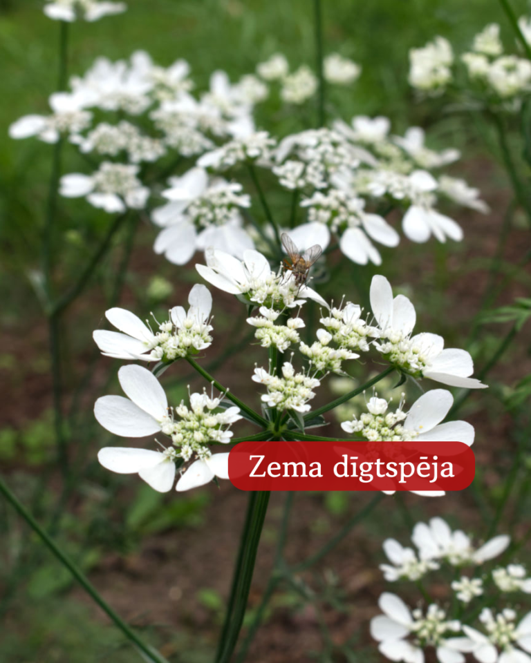 Platsēkle Lielziedu White Lace