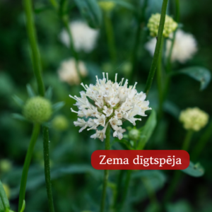 Purpura Skabioza Fata Morgana