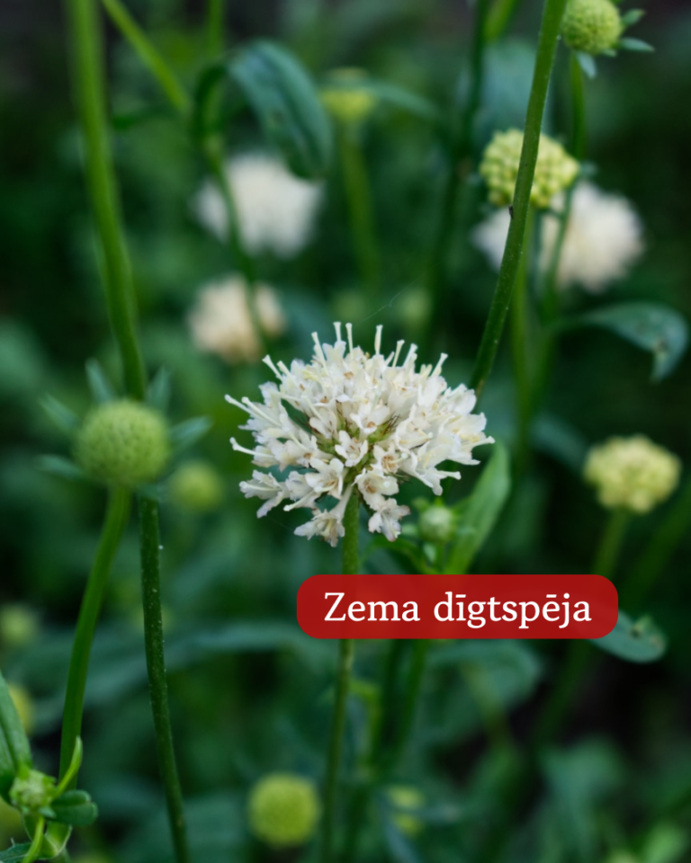 Purpura Skabioza Fata Morgana