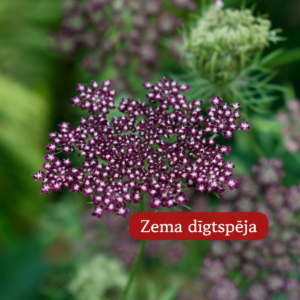 Savvaļas Burkāns Dara