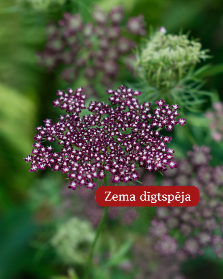 Savvaļas Burkāns Dara