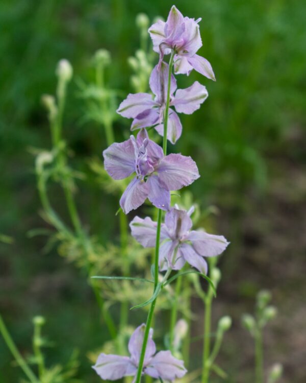 Tīruma Delfīnija Misty Lavender