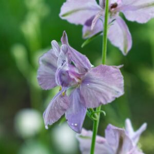 Tīruma Delfīnija Misty Lavender