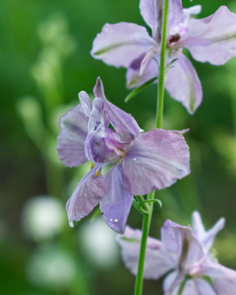 Tīruma Delfīnija Misty Lavender