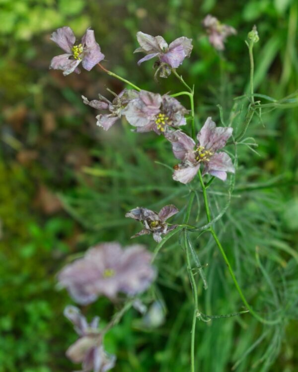 Tīruma Delfīnija Misty Lavender