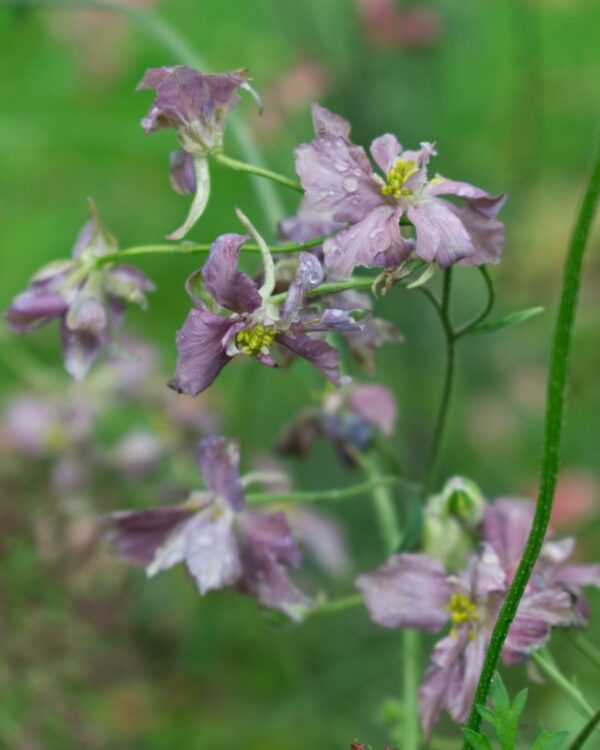 Tīruma Delfīnija Misty Lavender