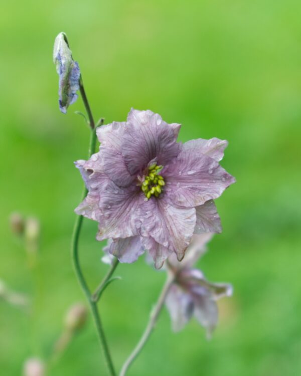 Tīruma Delfīnija Misty Lavender