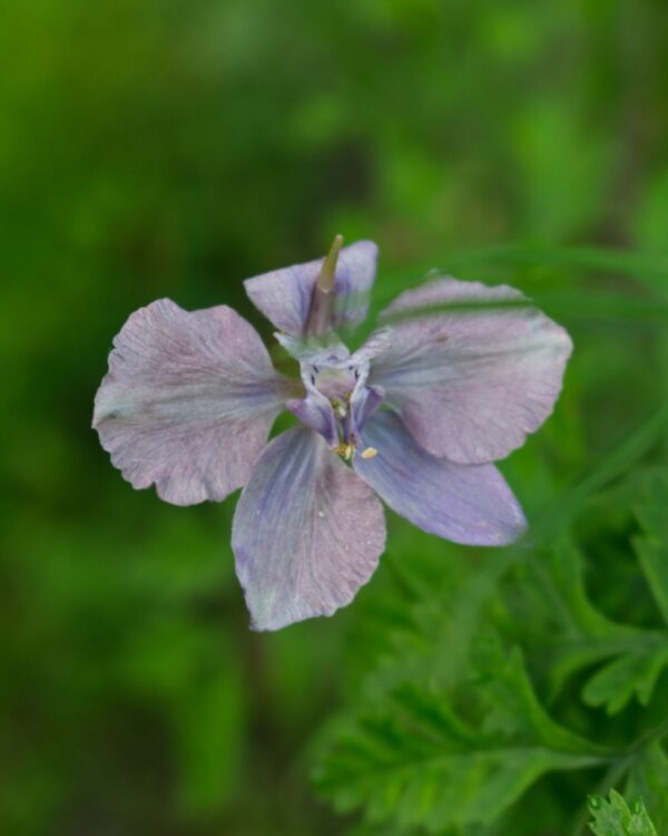 Tīruma Delfīnija Misty Lavender