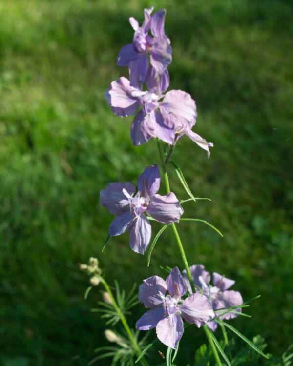 Tīruma Delfīnija Misty Lavender