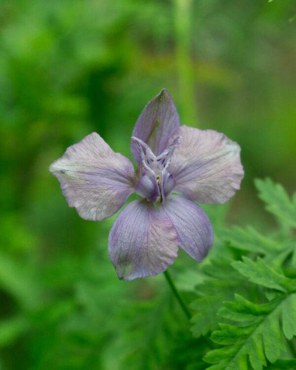 Tīruma Delfīnija Misty Lavender