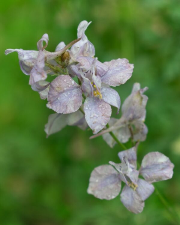 Tīruma Delfīnija Misty Lavender