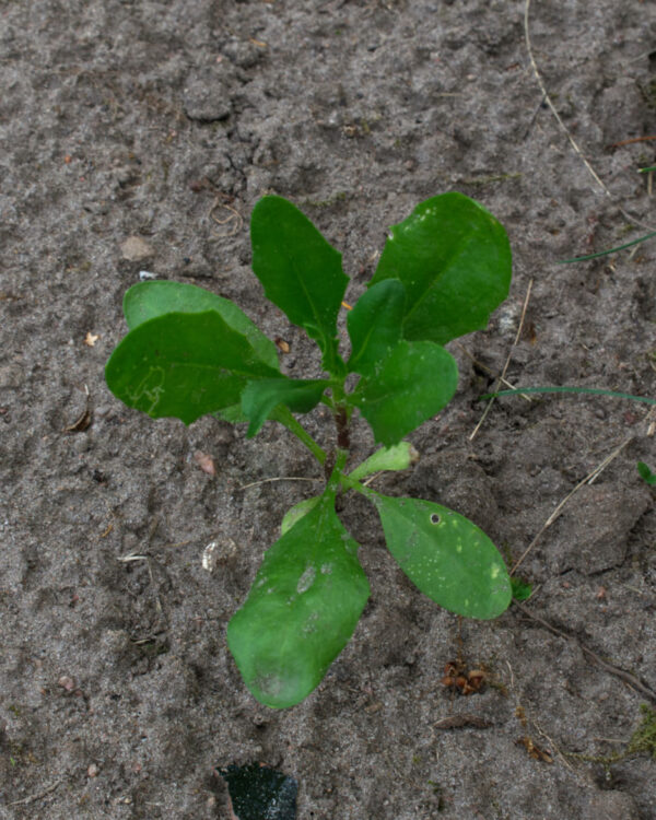 Āfrikas margrietiņa stāds