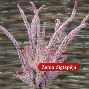 limonija pink pokers