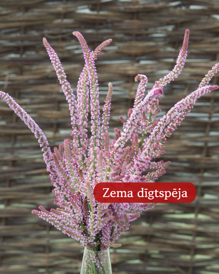 limonija pink pokers