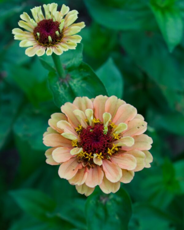 Cinnijas Gleznās Queen Lime Orange