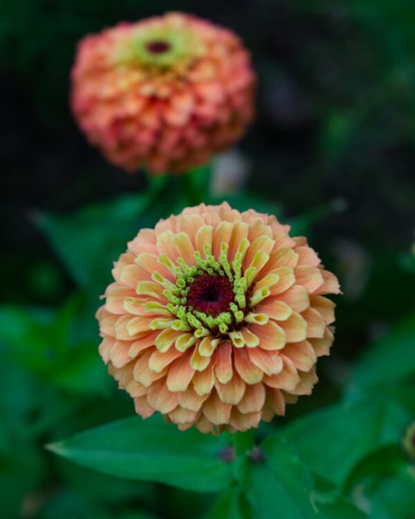 Cinnijas Gleznās Queen Lime Orange