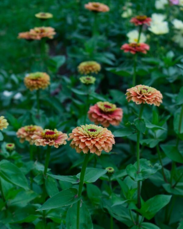 Cinnijas Gleznās Queen Lime Orange