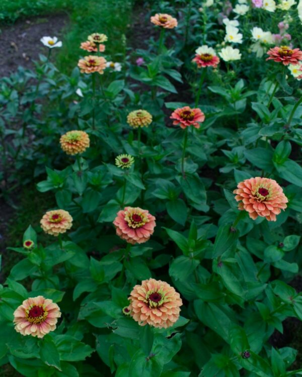 Cinnijas Gleznās Queen Lime Orange