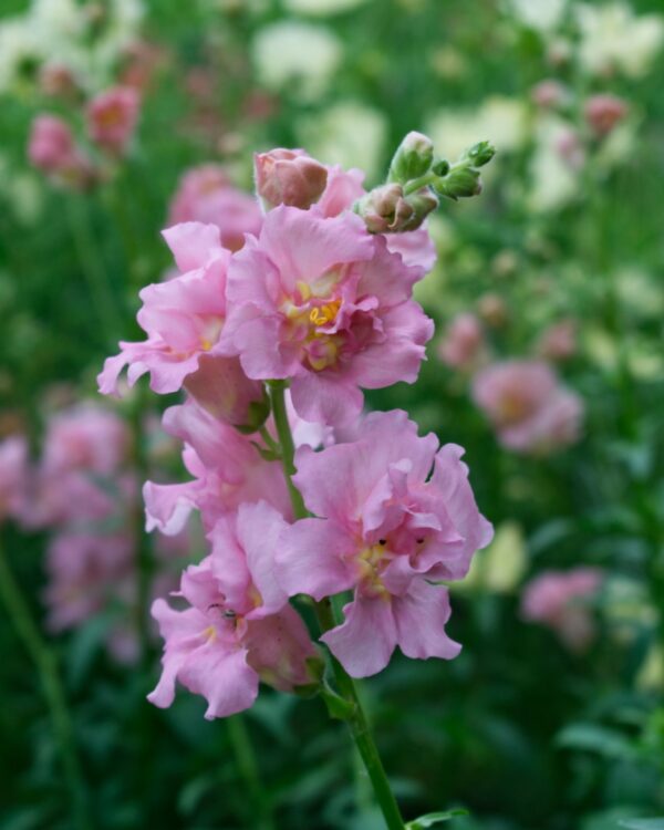 Lauvmutītes Madame Butterfly Pink