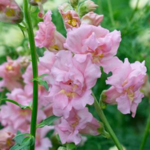 Lauvmutītes Madame Butterfly Pink