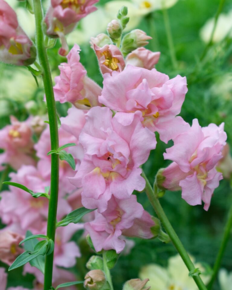 Lauvmutītes Madame Butterfly Pink