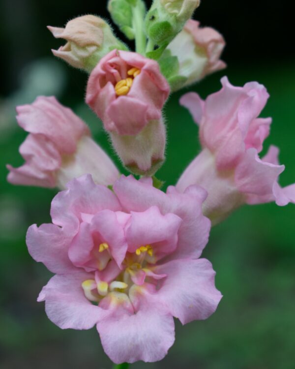 Lauvmutītes Madame Butterfly Pink