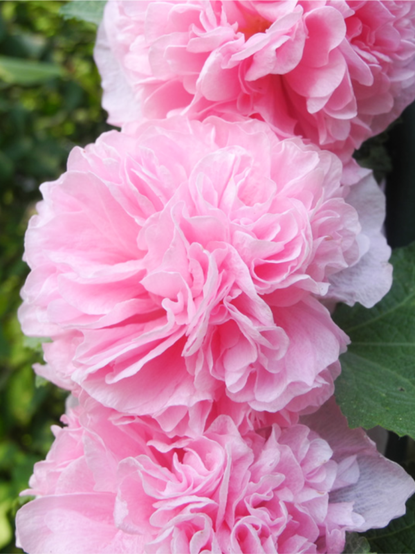 Kāršroze Chater's Double Rose