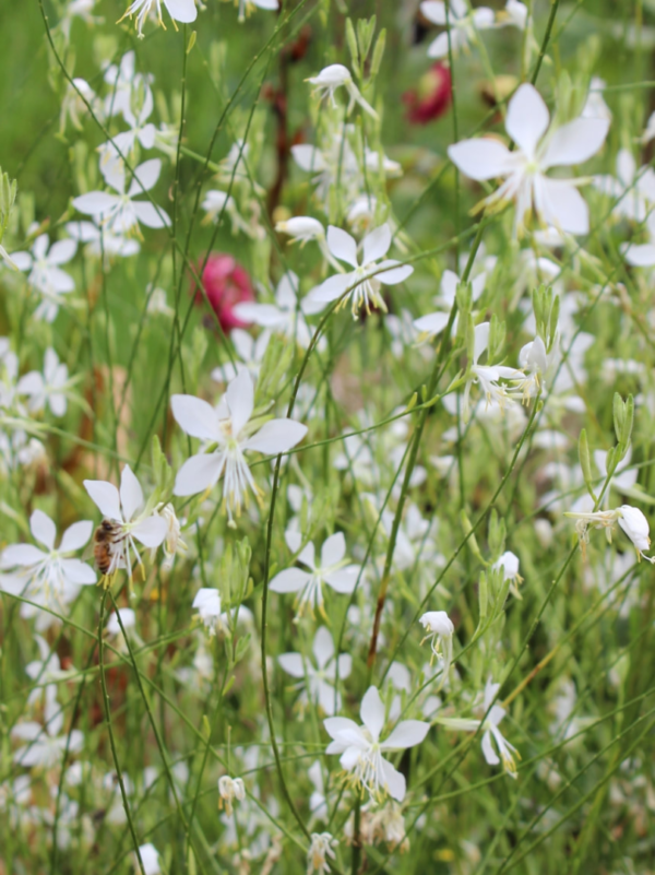 Gaura Cool Breeze