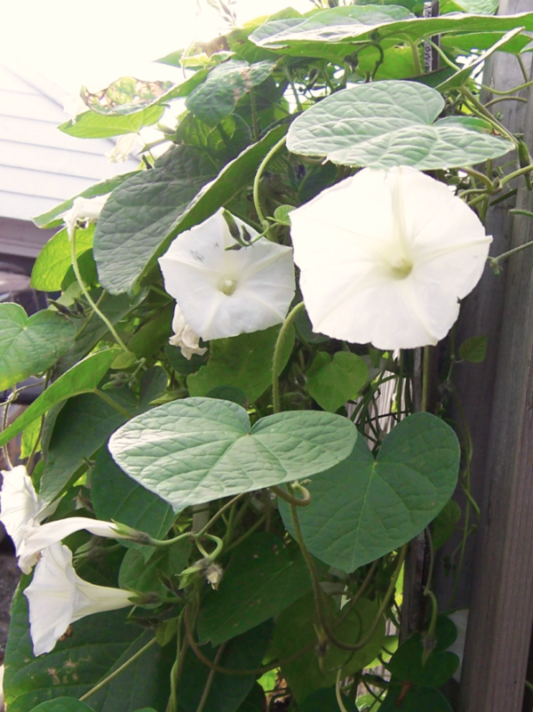 Ipomeja Moonflower