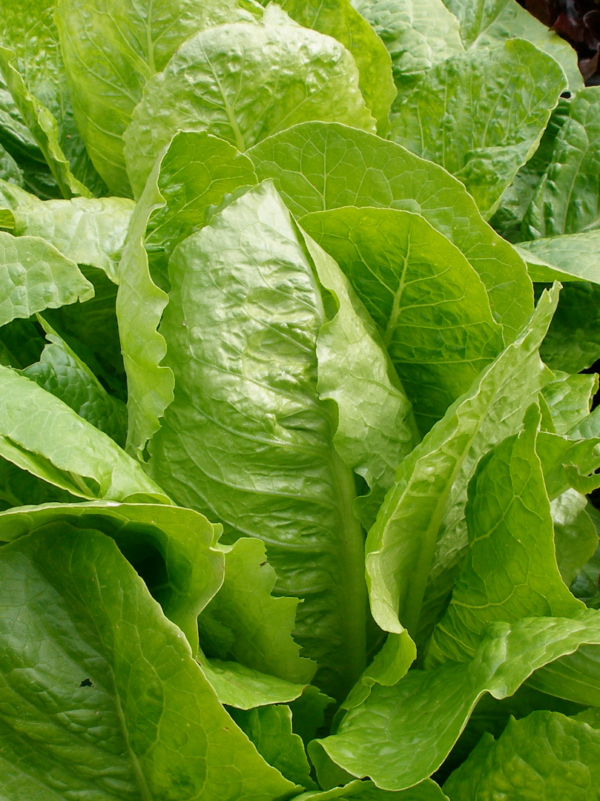 Romiešu salāti Crisp Mint