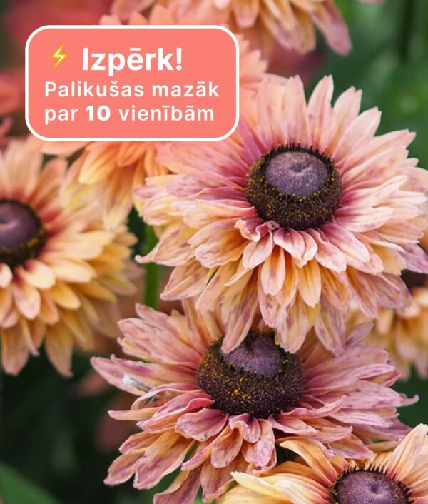 Rudbekija Sahara