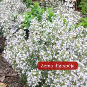 kaķu mētra piparmētra