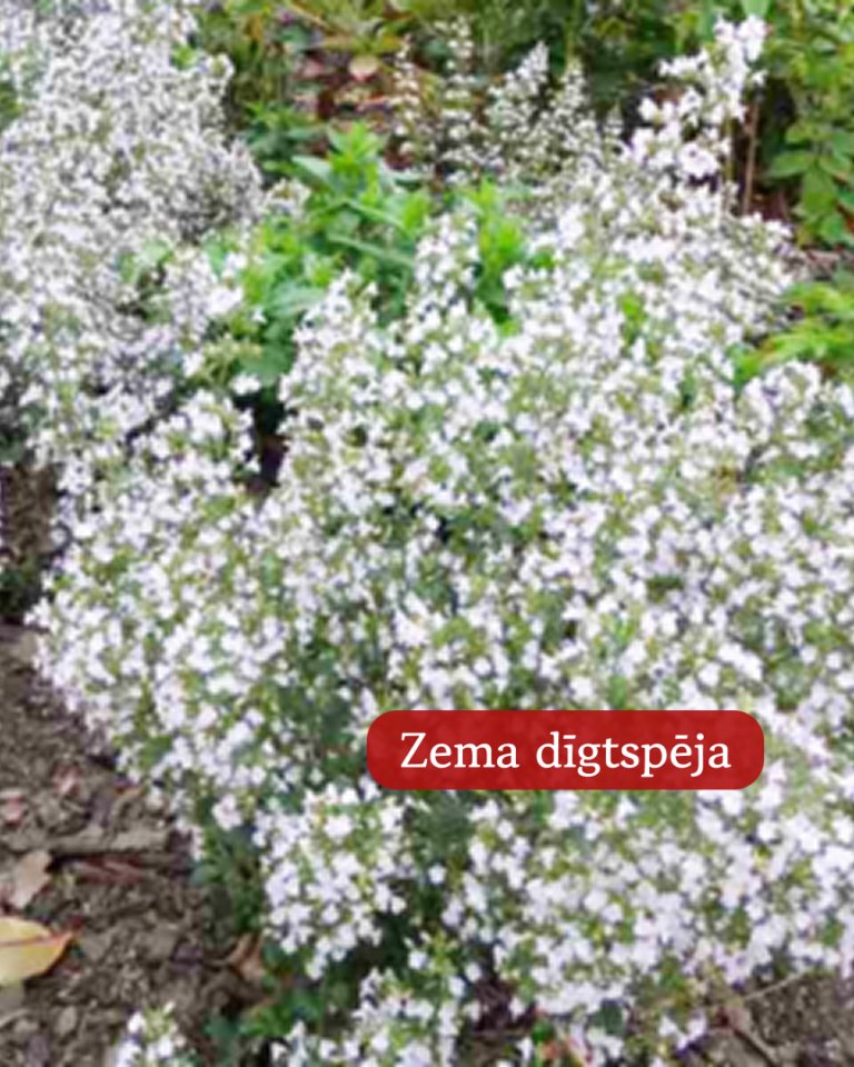 kaķu mētra piparmētra