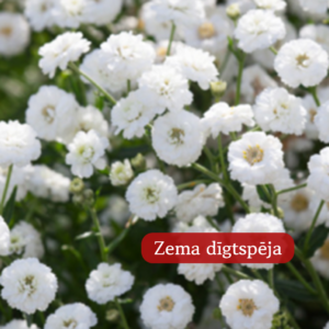 Šķavu Pelašķis The Pearl