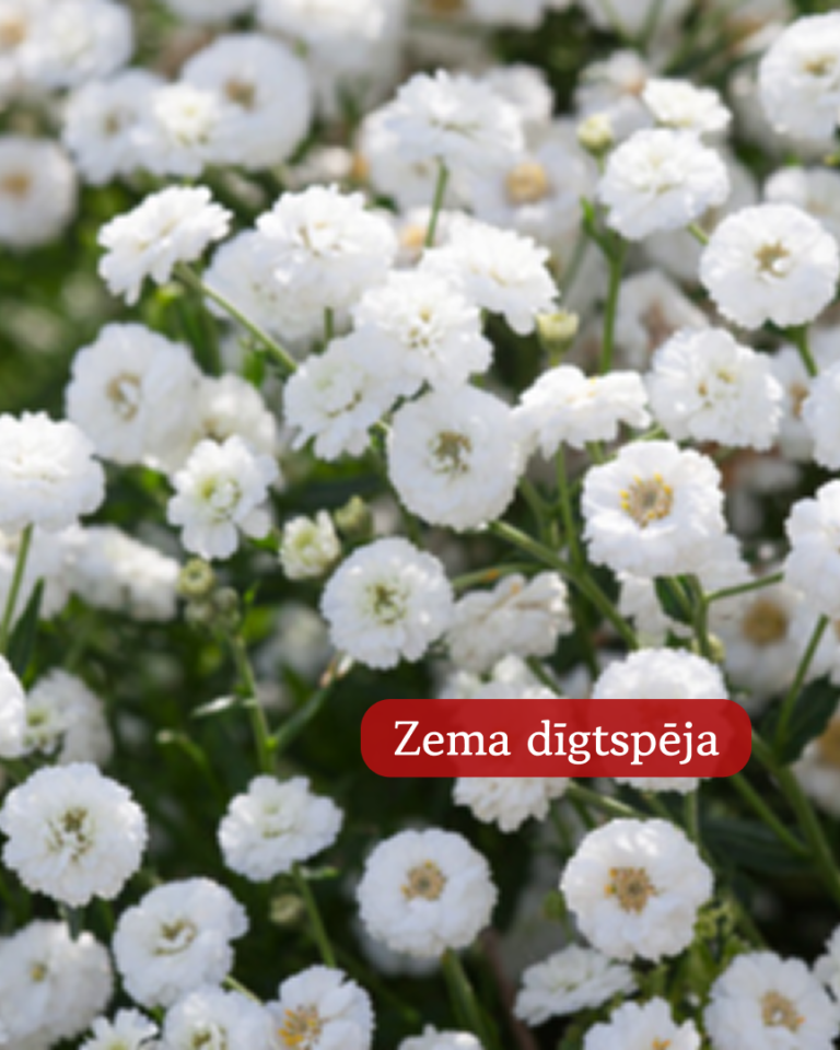 Šķavu Pelašķis The Pearl